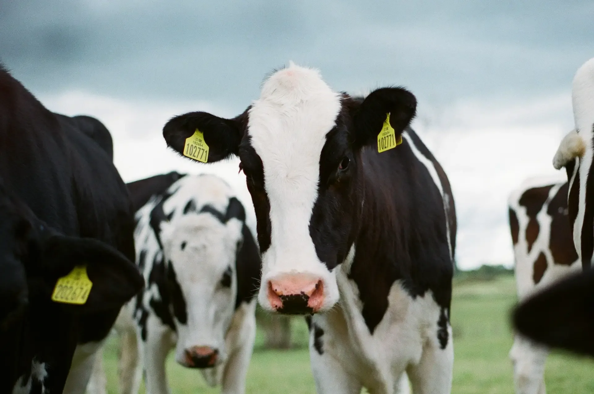 Dairy cows in a field